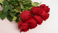 Rosen rot