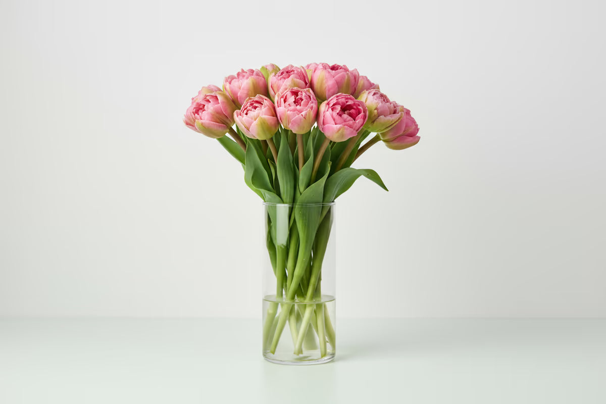 10 gefüllte Tulpen (rosa)