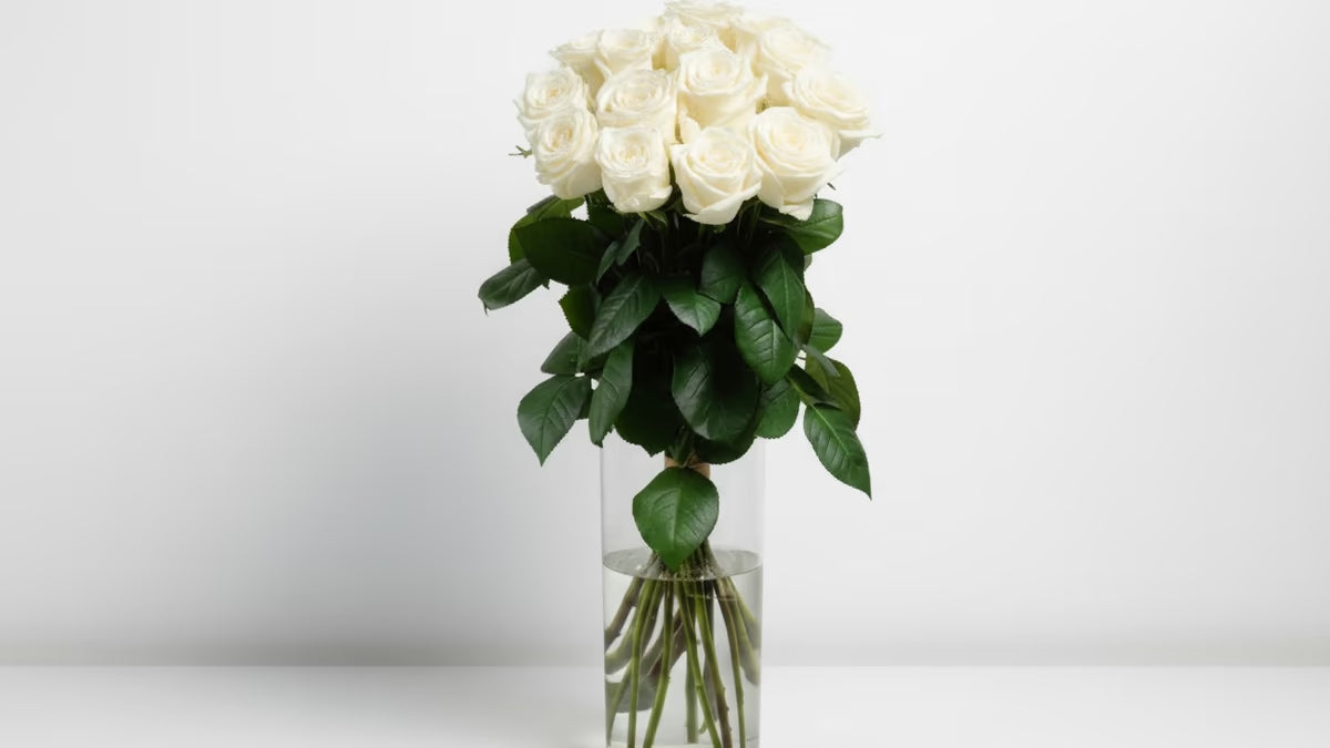 15 Premium Rosen weiß (80 cm)