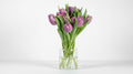 Tulpen lila (gefüllt)